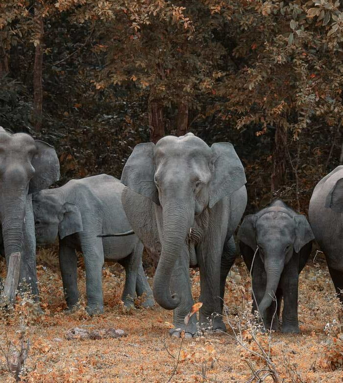 Elephants in Park